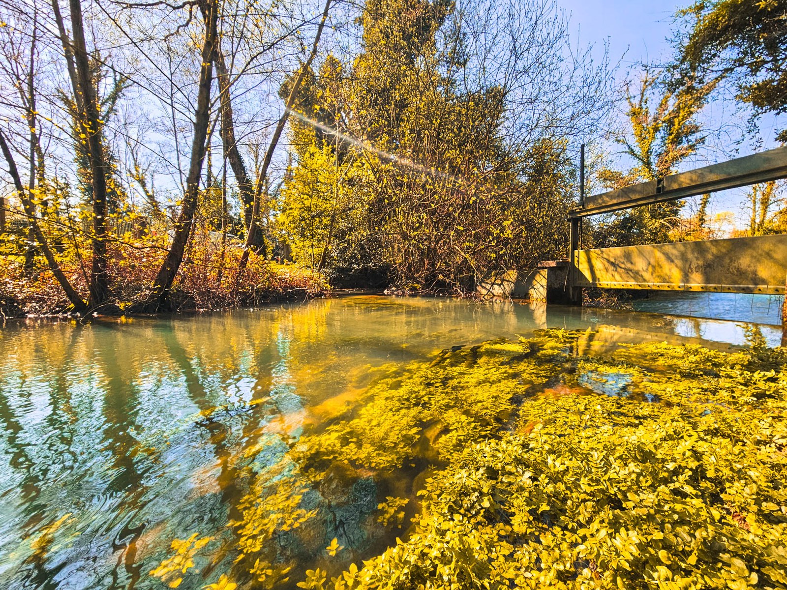 Le risorgive del Timavo a San Giovanni di Duino: acqua limpida tra la vegetazione
