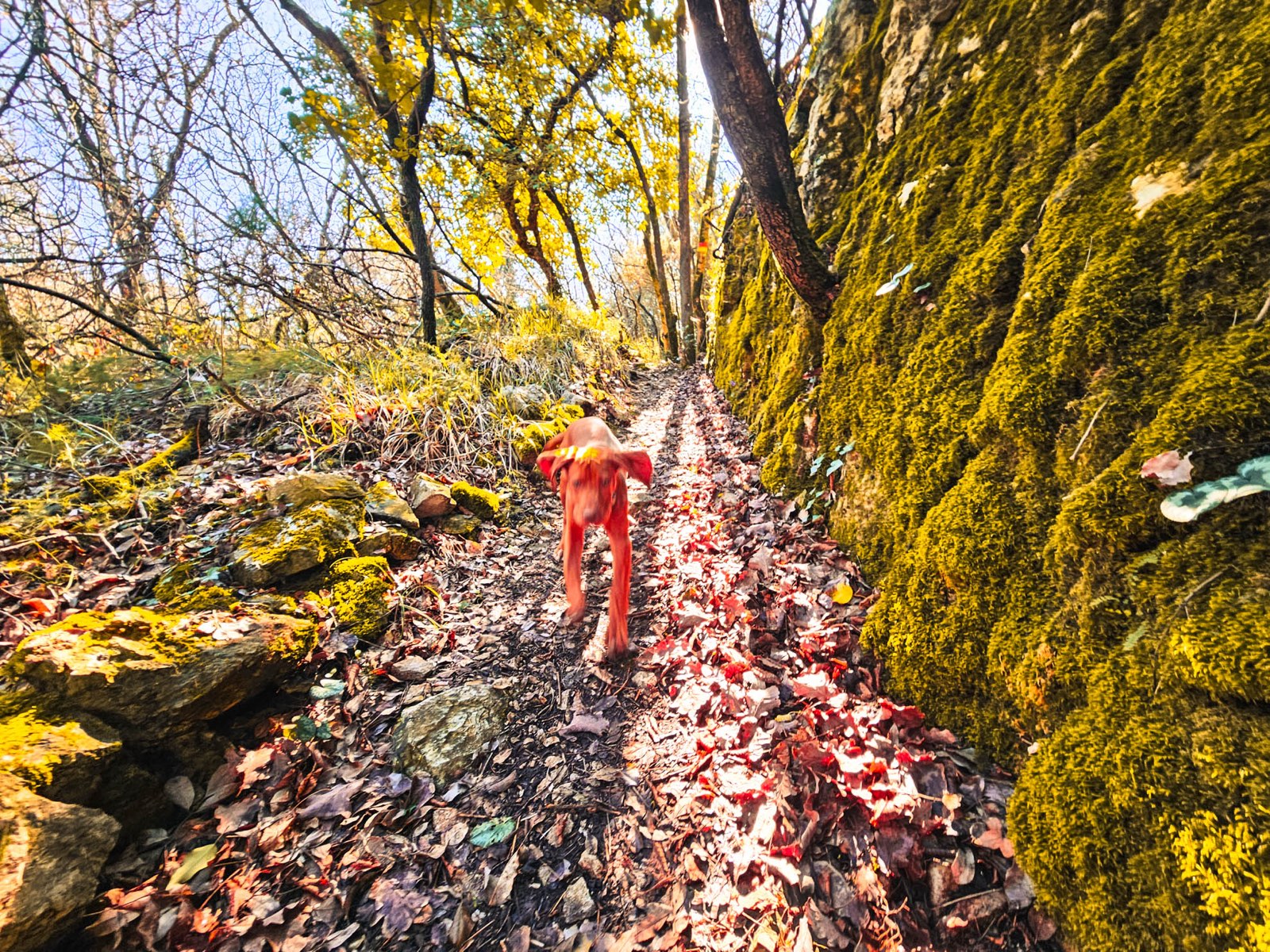 Sentiero incassato tra rocce coperte di muschio nel bosco del Monte Ermada